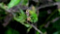 Pair of nursery web spiders during wooing