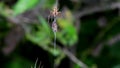 Pair of nursery web spiders during wooing