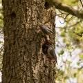 Pair of nuthatches Sitta europaea by nest hole