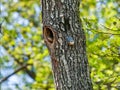 Pair of nuthatches on a tree with a cavity Royalty Free Stock Photo