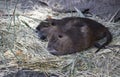 Pair Of Nutria Resting Royalty Free Stock Photo