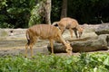 A pair of Nyala antelopes