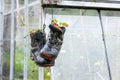 Pair od abandoned leather black shoes used like flower pots Royalty Free Stock Photo