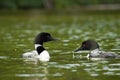 A pair od Common Loons in Maine Royalty Free Stock Photo