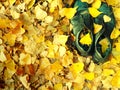 Pair of old black shabby worn shoes in fall yellow foliage