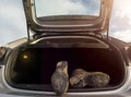 Pair of old brown hiking shoes on a car boot. Reliable leather worn out boots. Long walk or travel trip concept. Black sole with Royalty Free Stock Photo