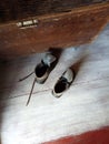 Pair of old brown shoes on wooden floor Royalty Free Stock Photo