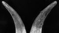 A pair of old cow (Bos taurus) horn on black background.
