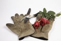 Old gloves, clippers and a red rose on a white background