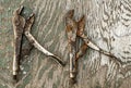 A pair of old rusted vice grip on old chipping paint plywood Royalty Free Stock Photo