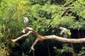 Asian openbill storks