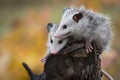 Pair of Opossum Joeys Didelphimorphia Huddle on Log End Autumn Royalty Free Stock Photo