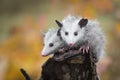 Pair of Opossum Joeys Didelphimorphia Look Out From Log End Royalty Free Stock Photo