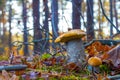 Pair of orange-cap mushrooms in wood Royalty Free Stock Photo
