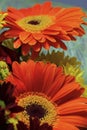 I love to give gerbera flowers to my favorite women Royalty Free Stock Photo