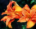 A close up of a pair of orange lilies. Royalty Free Stock Photo