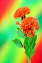 Pair of orange crested cockscomb flowers against abstract backdrop Royalty Free Stock Photo