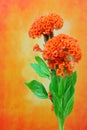 Pair of orange crested cockscomb flowers against abstract grunge backdrop Royalty Free Stock Photo