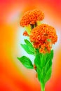 Pair of orange crested cockscomb flowers against gradient backdrop Royalty Free Stock Photo