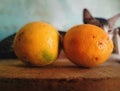 pair of orange lemons Royalty Free Stock Photo