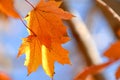 Pair of Orange Maple Autumn Leaves on Tree branch Royalty Free Stock Photo