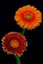 Pair of orange and red gerbera daisy flowers Royalty Free Stock Photo