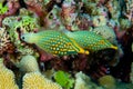 Pair of orange spotted filefish Royalty Free Stock Photo