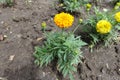 Pair of orange and yellow flowers of Tagetes erecta Royalty Free Stock Photo