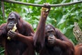 Pair Orangutan portrait view. Two Orangutan sitting and eatting leaves in Singapore zoo. Royalty Free Stock Photo