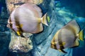 Pair of orbiculate batfish Platax orbicularisin Royalty Free Stock Photo