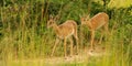 A pair of Oribi Royalty Free Stock Photo