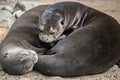 A pair of Oriental Short-Clawed Otters cuddling