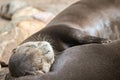 A pair of Oriental Short-Clawed Otters cuddling