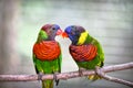 Pair of ornate lorikeet birds perched on a branch