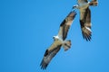 Pair of Osprey Flying in a Blue Sky