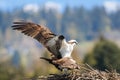 Pair of osprey mating on nest