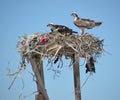 Pair of Osprey in the nest in Guerro Negro in Baja California del Sur, Mexico