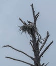 Osprey Mates Together in their Nest Royalty Free Stock Photo