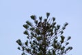 Pair of osprey in treetop