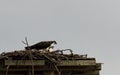 Pair of Ospreys on a nest.