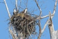 Pair Of Ospreys Up In A Nest Royalty Free Stock Photo