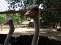 a pair of ostriches Royalty Free Stock Photo