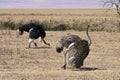 Pair of Ostriches displaying mating ritual Royalty Free Stock Photo