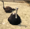Pair of Ostriches Royalty Free Stock Photo
