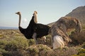 Pair of Ostriches, Tanzania Royalty Free Stock Photo