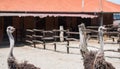 Pair of Ostriches in the zoo Royalty Free Stock Photo