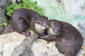 A pair of otters