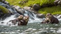 pair of otters playing in a clear mountain stream.