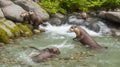 A pair of otters playing in a clear mountain stream.