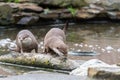 A pair of otters playing in the water